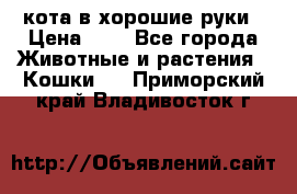 кота в хорошие руки › Цена ­ 0 - Все города Животные и растения » Кошки   . Приморский край,Владивосток г.